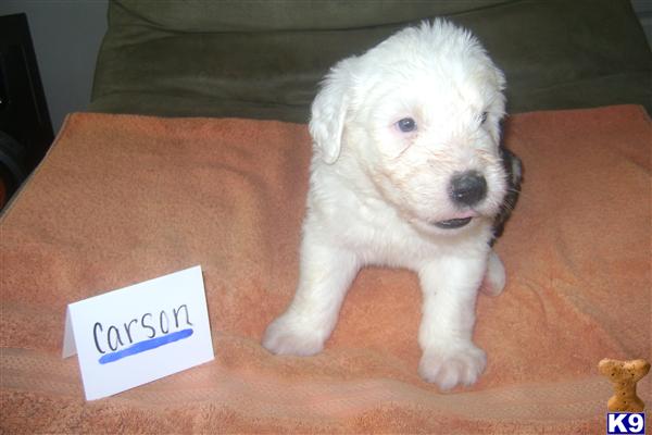 Old English Sheepdog